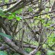 82- La foret inextricable 